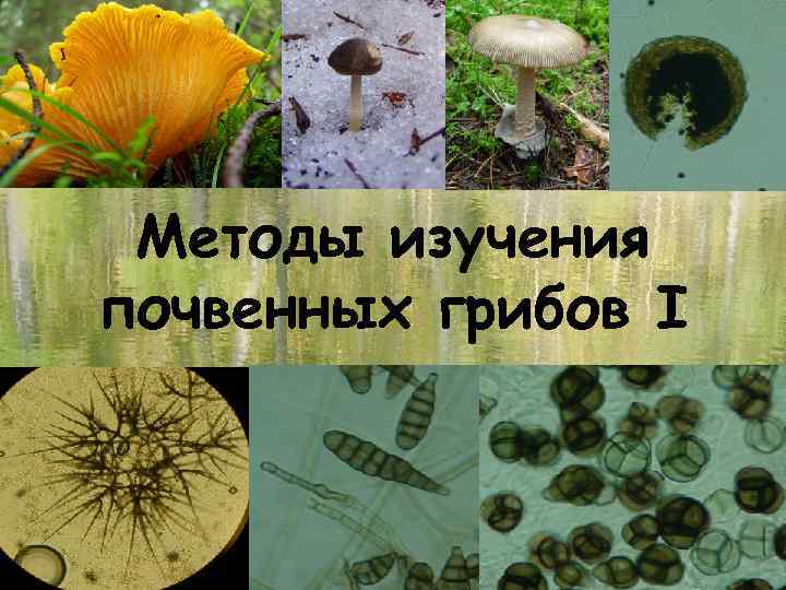 Методы изучения почвенных грибов I 