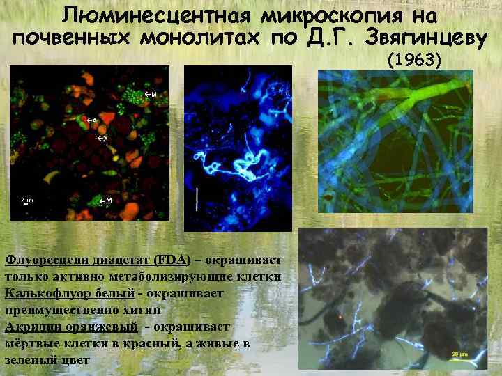 Люминесцентная микроскопия на почвенных монолитах по Д. Г. Звягинцеву (1963) Флуоресцеин диацетат (FDA) –