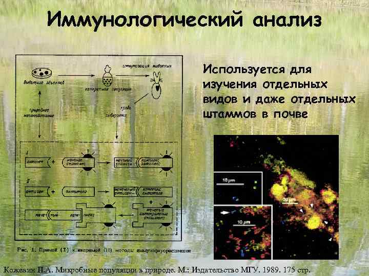 Иммунологический анализ Используется для изучения отдельных видов и даже отдельных штаммов в почве Кожевин