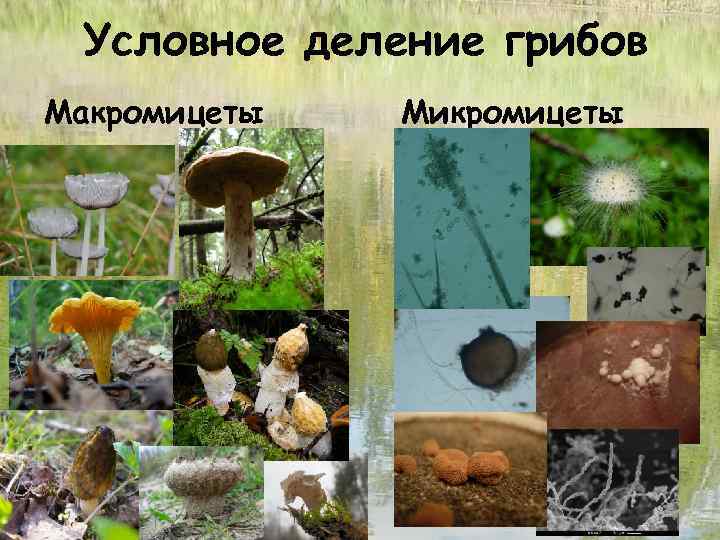 Условное деление грибов Макромицеты Микромицеты 