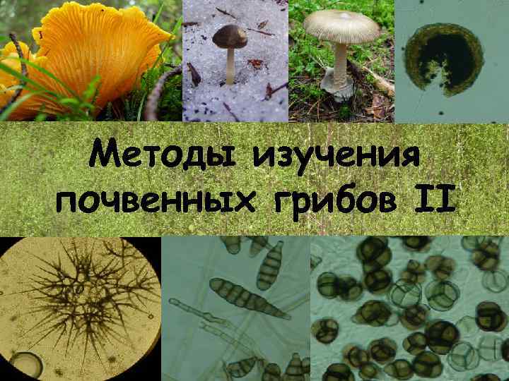 Методы изучения почвенных грибов II 