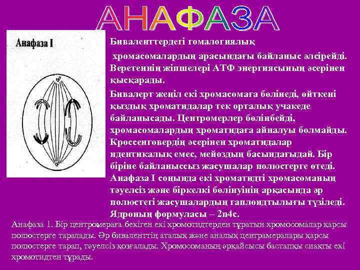  • Биваленттердегі гомалогиялық • хромасомалардың арасындағы байланыс әлсірейді. Веретеннің жіпшелері АТФ энергиясының әсерінен