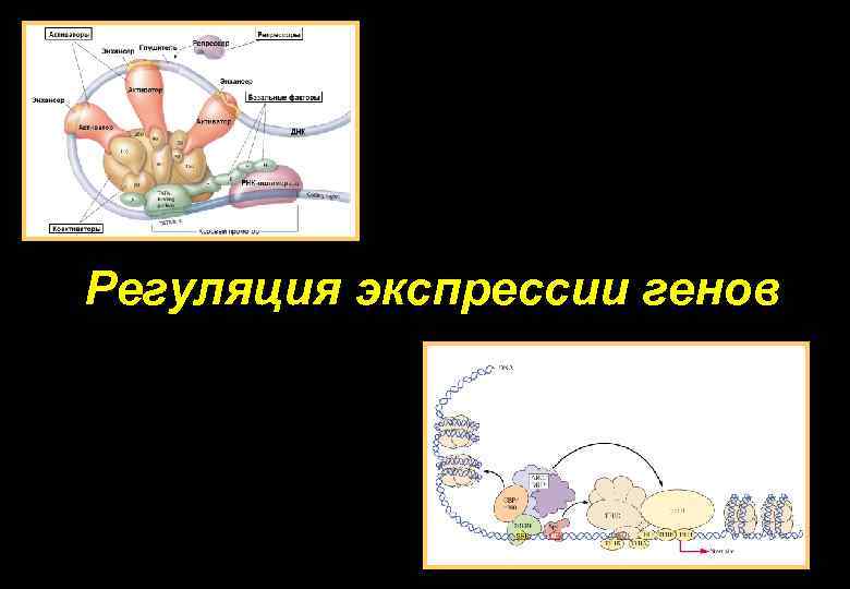 Регуляция экспрессии генов 