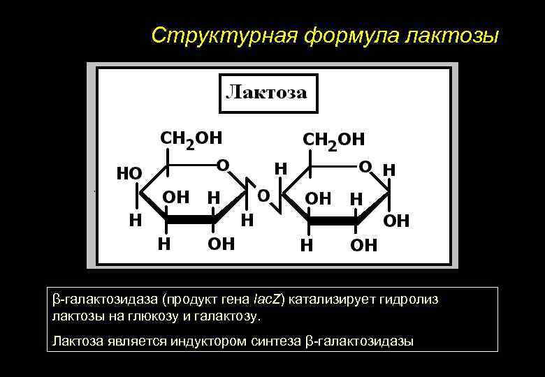 Структурная формула лактозы β-галактозидаза (продукт гена lac. Z) катализирует гидролиз лактозы на глюкозу и
