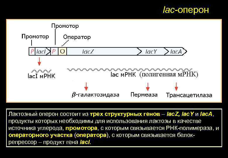 lac-оперон (полигенная м. РНК) Лактозный оперон состоит из трех структурных генов – lac. Z,