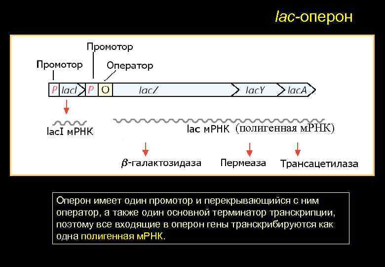lac-оперон (полигенная м. РНК) Оперон имеет один промотор и перекрывающийся с ним оператор, а