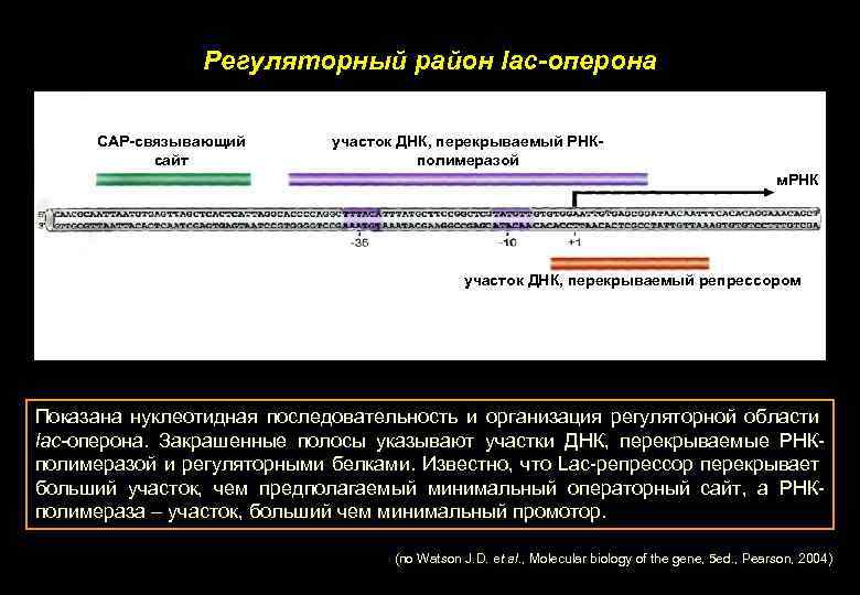 Регуляторный район lac-оперона CAP-связывающий сайт участок ДНК, перекрываемый РНКполимеразой м. РНК участок ДНК, перекрываемый