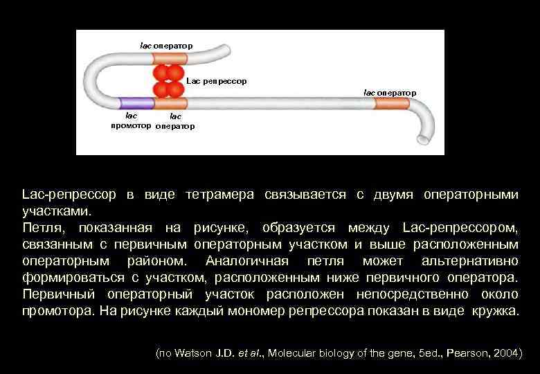 lac оператор Lac репрессор lac оператор lac промотор оператор Lac-репрессор в виде тетрамера связывается