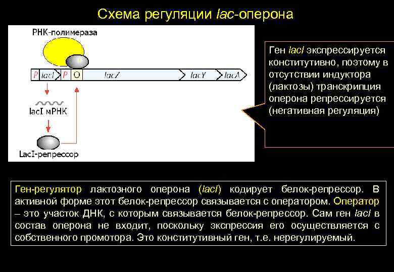 Схема регуляции lac-оперона Ген lac. I экспрессируется конститутивно, поэтому в отсутствии индуктора (лактозы) транскрипция
