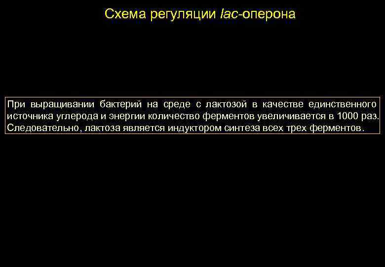 Схема регуляции lac-оперона При выращивании бактерий на среде с лактозой в качестве единственного источника