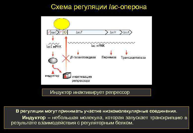 Схема регуляции lac-оперона Индуктор инактивирует репрессор В регуляции могут принимать участие низкомолекулярные соединения. Индуктор