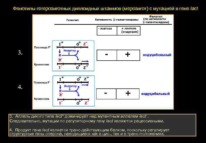 Фенотипы гетерозиготных диплоидных штаммов (мерозигот) с мутацией в гене lac. I 3. 4. 3.