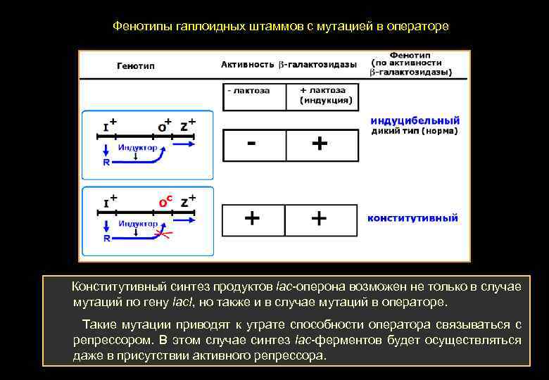 Фенотипы гаплоидных штаммов с мутацией в операторе Конститутивный синтез продуктов lac-оперона возможен не только