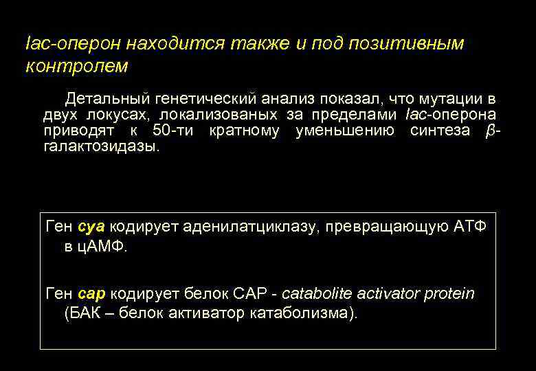 lac-оперон находится также и под позитивным контролем Детальный генетический анализ показал, что мутации в