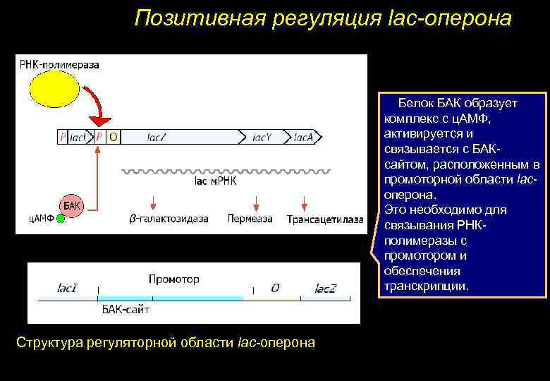 Промотор рнк полимеразы 3. Регуляция экспрессии генов Lac оперона. Негативная регуляция лактозного оперона.