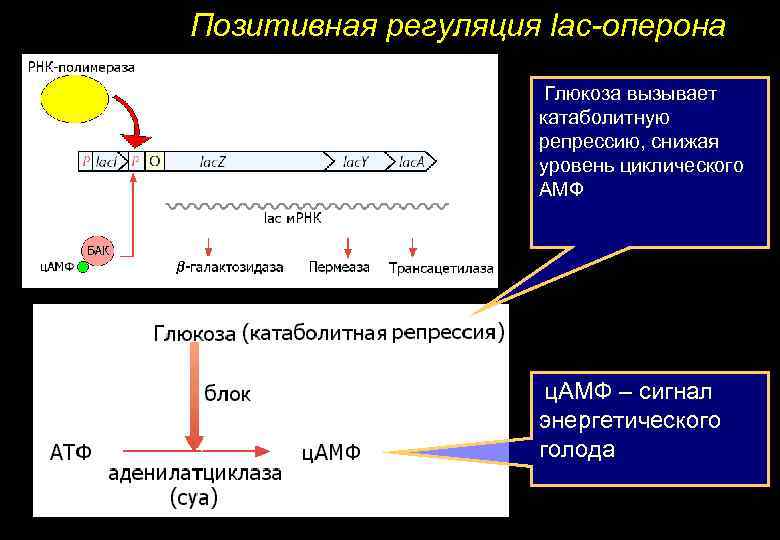Позитивная регуляция lac-оперона Глюкоза вызывает катаболитную репрессию, снижая уровень циклического АМФ ц. АМФ –