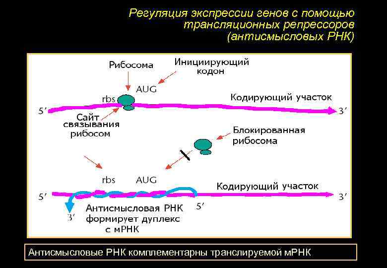 Что такое экспрессия генов