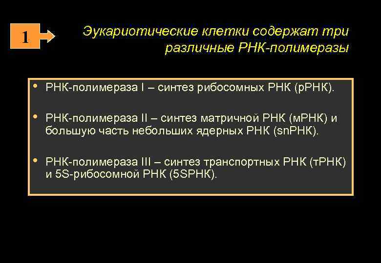 Эукариотические клетки содержат три различные РНК-полимеразы 1 • РНК-полимераза I – синтез рибосомных РНК