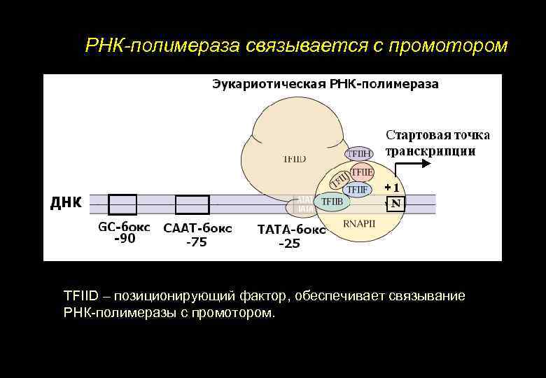РНК-полимераза связывается с промотором TFIID – позиционирующий фактор, обеспечивает связывание РНК-полимеразы с промотором. 
