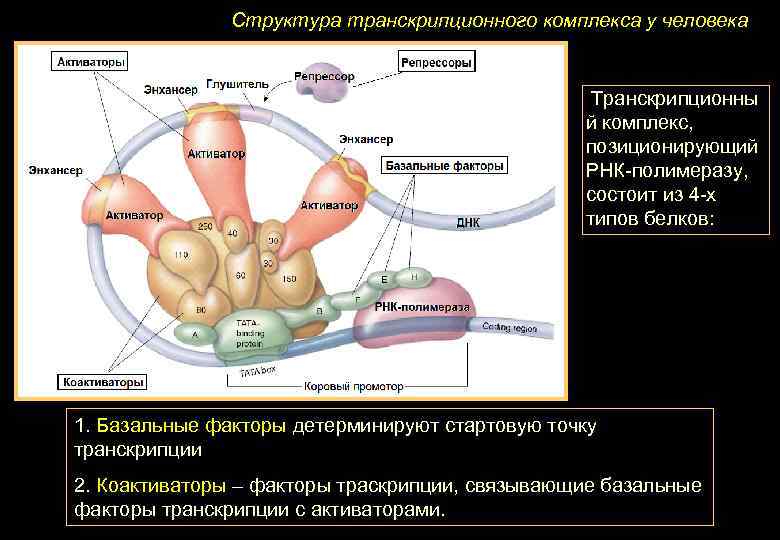 Структура транскрипционного комплекса у человека Транскрипционны й комплекс, позиционирующий РНК-полимеразу, состоит из 4 -х