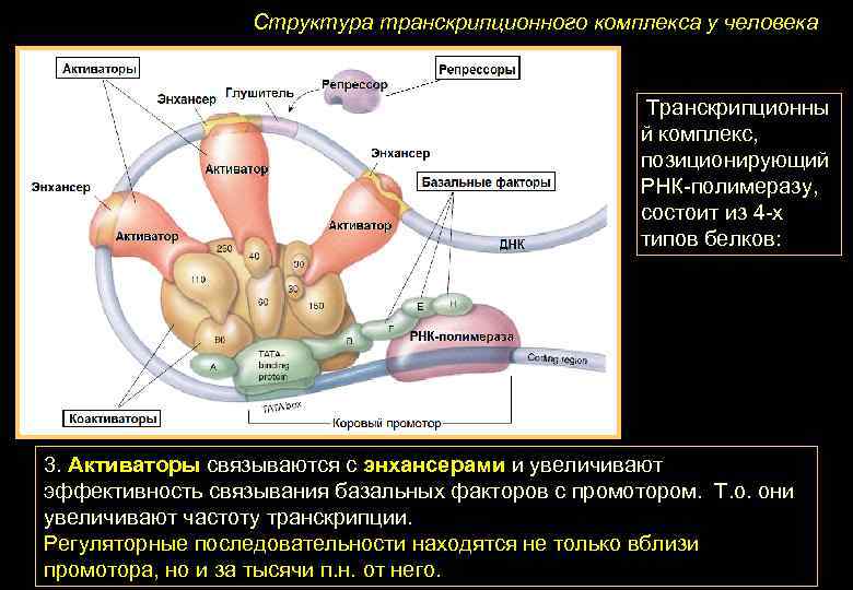Структура транскрипционного комплекса у человека Транскрипционны й комплекс, позиционирующий РНК-полимеразу, состоит из 4 -х