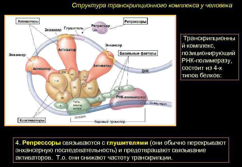 Структура транскрипционного комплекса у человека Транскрипционны й комплекс, позиционирующий РНК-полимеразу, состоит из 4 -х