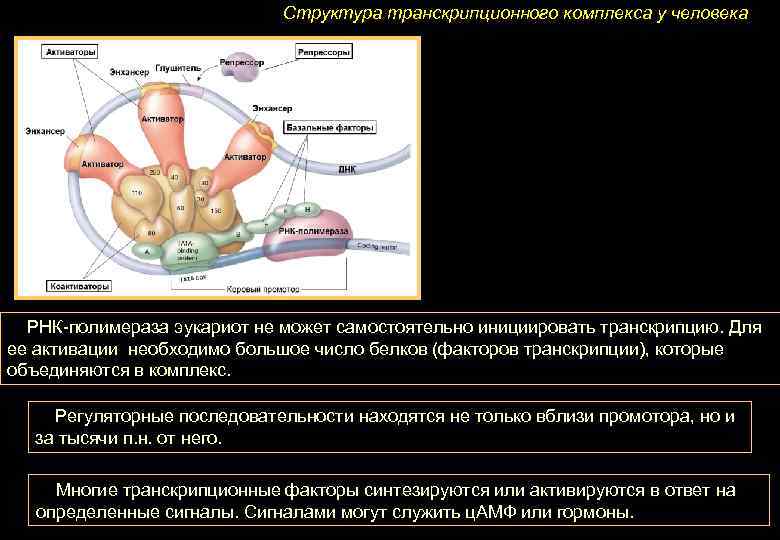 Структура транскрипционного комплекса у человека РНК-полимераза эукариот не может самостоятельно инициировать транскрипцию. Для ее