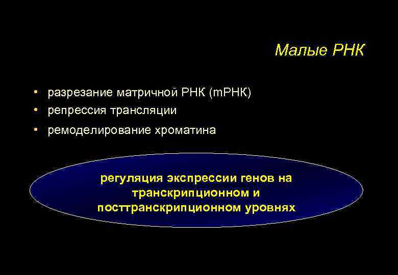 Малые РНК • разрезание матричной РНК (m. РНК) • репрессия трансляции • ремоделирование хроматина