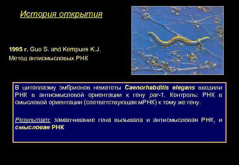 История открытия 1995 г. Guo S. and Kempues K. J. Метод антисмысловых РНК В