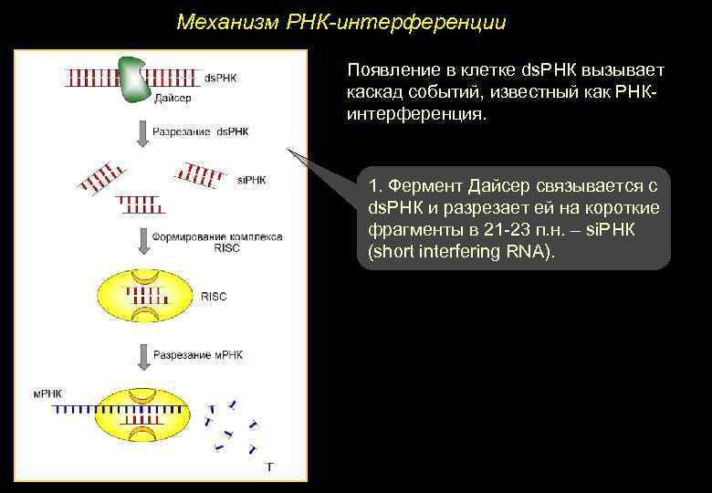 Механизм РНК-интерференции Появление в клетке ds. РНК вызывает каскад событий, известный как РНКинтерференция. 1.