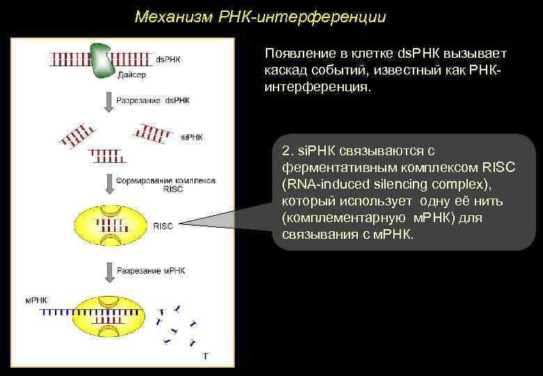 Рнк интерференция схема