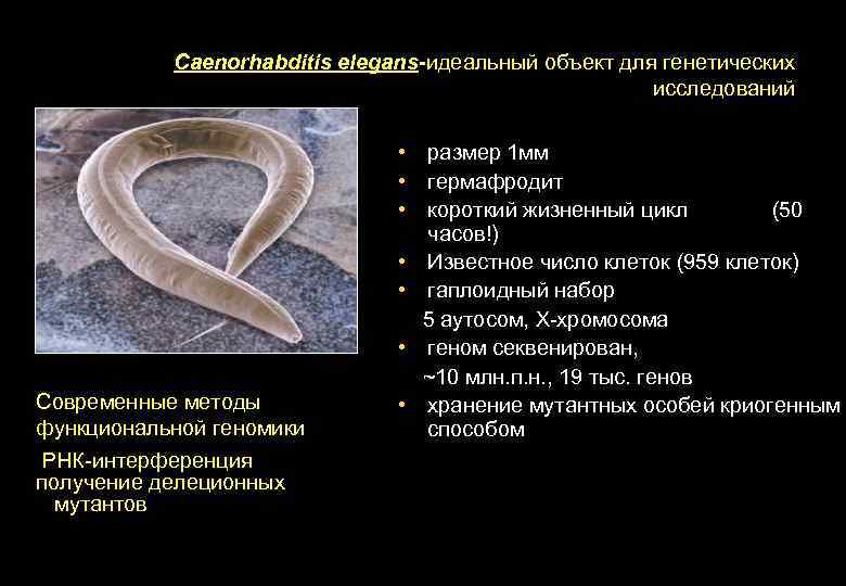 Caenorhabditis elegans-идеальный объект для генетических исследований Современные методы функциональной геномики РНК-интерференция получение делеционных мутантов