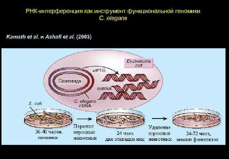 РНК-интерференция как инструмент функциональной геномики C. elegans Kamath et al. и Ashafi et al.