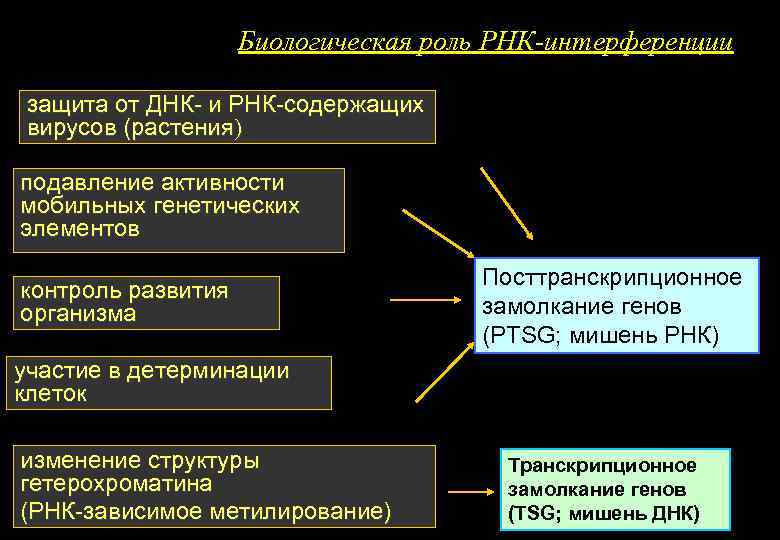 Биологическая роль РНК-интерференции защита от ДНК- и РНК-содержащих вирусов (растения) подавление активности мобильных генетических