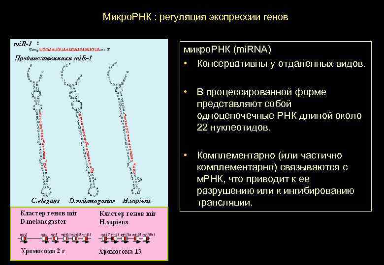 Микро. РНК : регуляция экспрессии генов микро. РНК (mi. RNA) • Консервативны у отдаленных