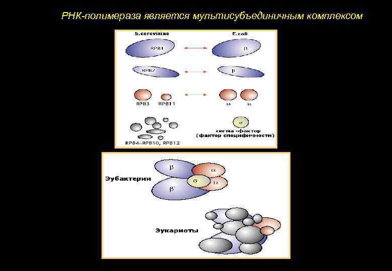 РНК-полимераза является мультисубъединичным комплексом 