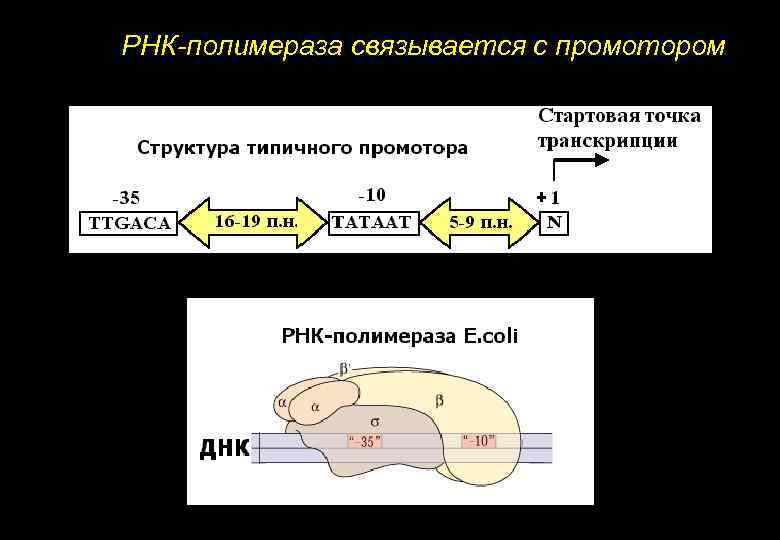 Промоторы рнк полимеразы 3. Промотор РНК полимераза. РНК полимераза связывается с промотором. Ферментативная активность РНК-полимераз. РНК полимераза схема.