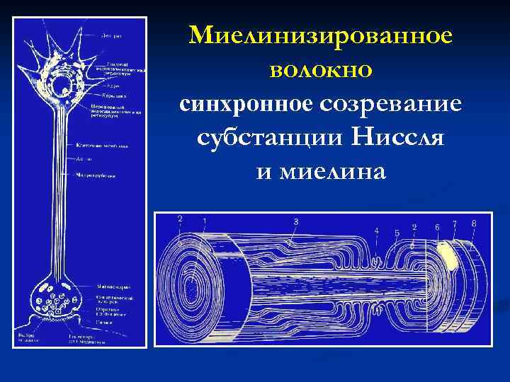 Миелинизированное волокно синхронное созревание субстанции Ниссля и миелина 