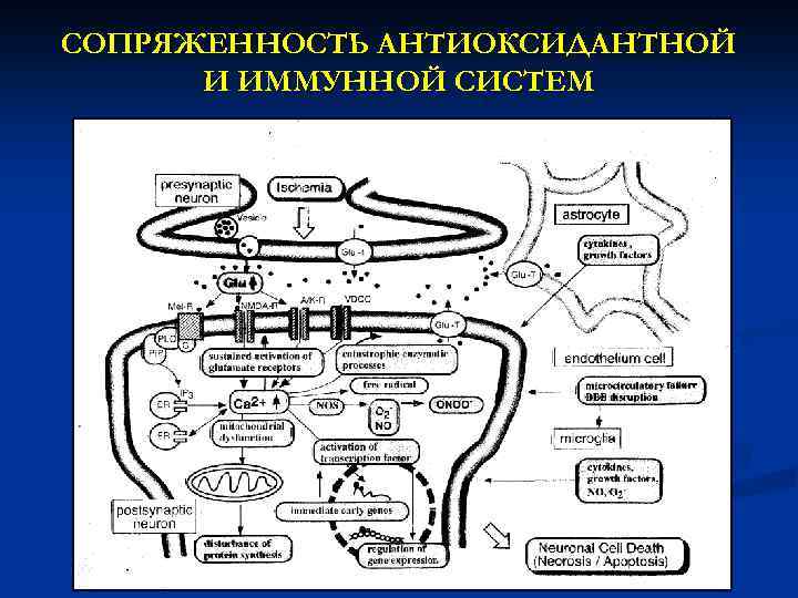 СОПРЯЖЕННОСТЬ АНТИОКСИДАНТНОЙ И ИММУННОЙ СИСТЕМ 