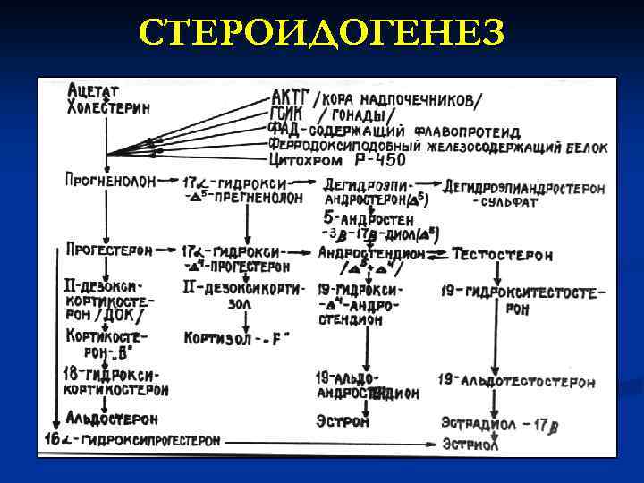 Стероидогенез схема с ферментами