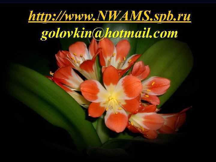http: //www. NWAMS. spb. ru golovkin@hotmail. com 