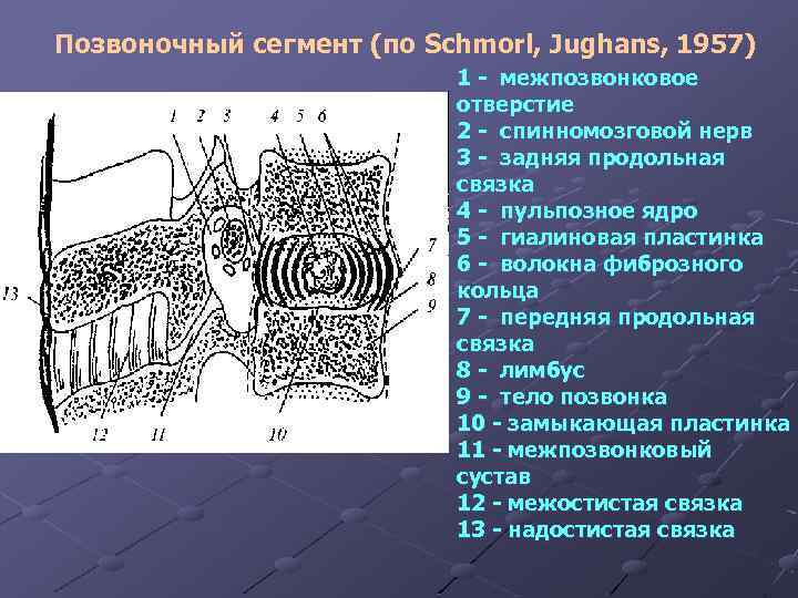 Позвоночный сегмент (по Schmorl, Jughans, 1957) 1 - межпозвонковое отверстие 2 - спинномозговой нерв