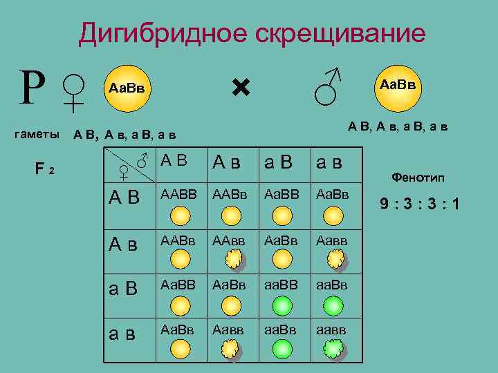 Дигибридное скрещивание Р♀ гаметы F 2 ♂ × Аа. Вв А В, А в,