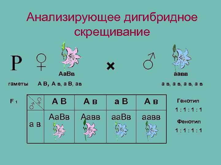 Анализирующее дигибридное скрещивание Р ♀ А В, А в, а В, ав гаметы F