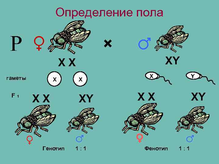 Определение пола Р ♀ × ♂ XY XX гаметы F 1 X XX ♀
