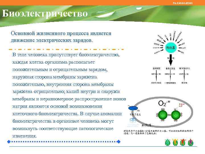 ru. tiens. com Биоэлектричество Основной жизненного процесса является движение электрических зарядов. В теле человека