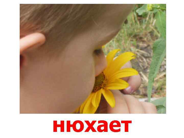 нюхает 