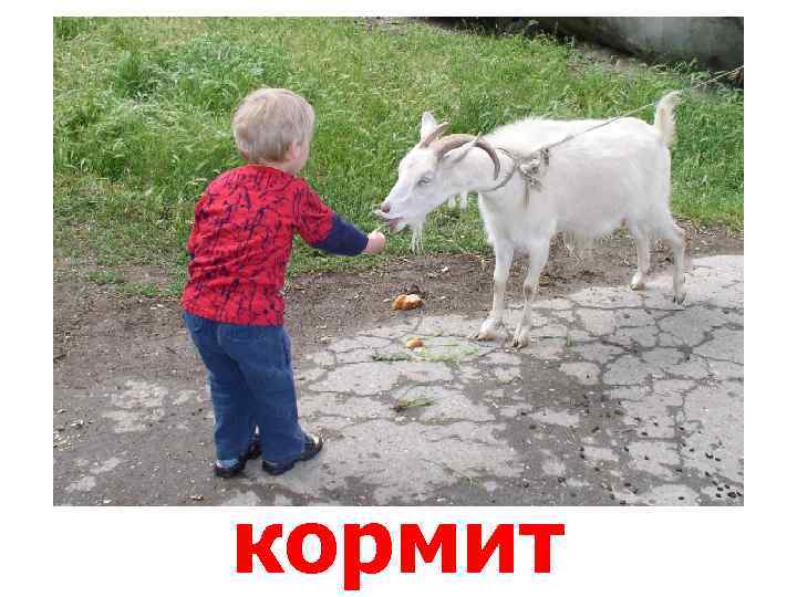 кормит 