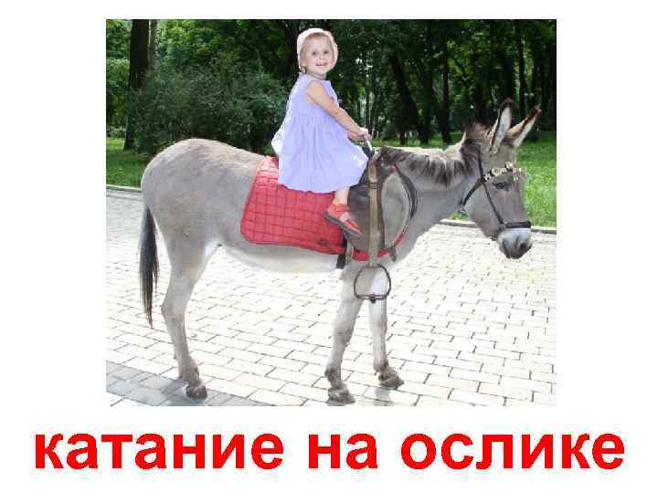 катание на ослике 