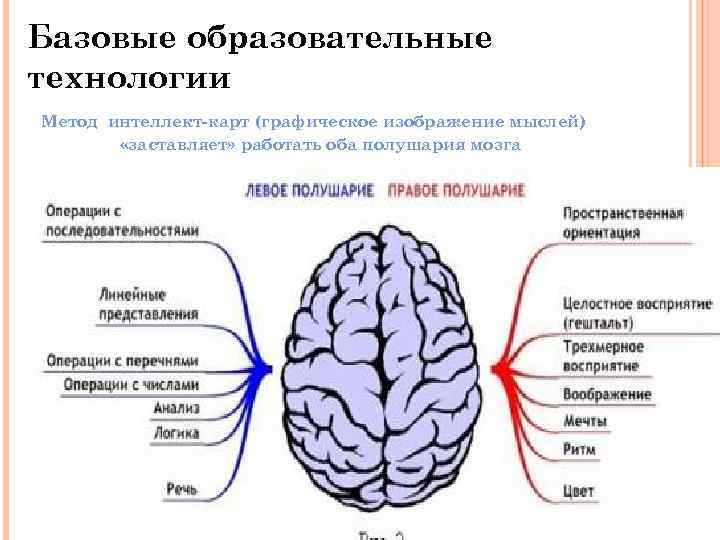 Базовые образовательные технологии Метод интеллект-карт (графическое изображение мыслей) «заставляет» работать оба полушария мозга 